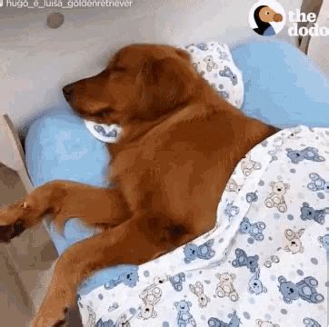 sleeping gif funny